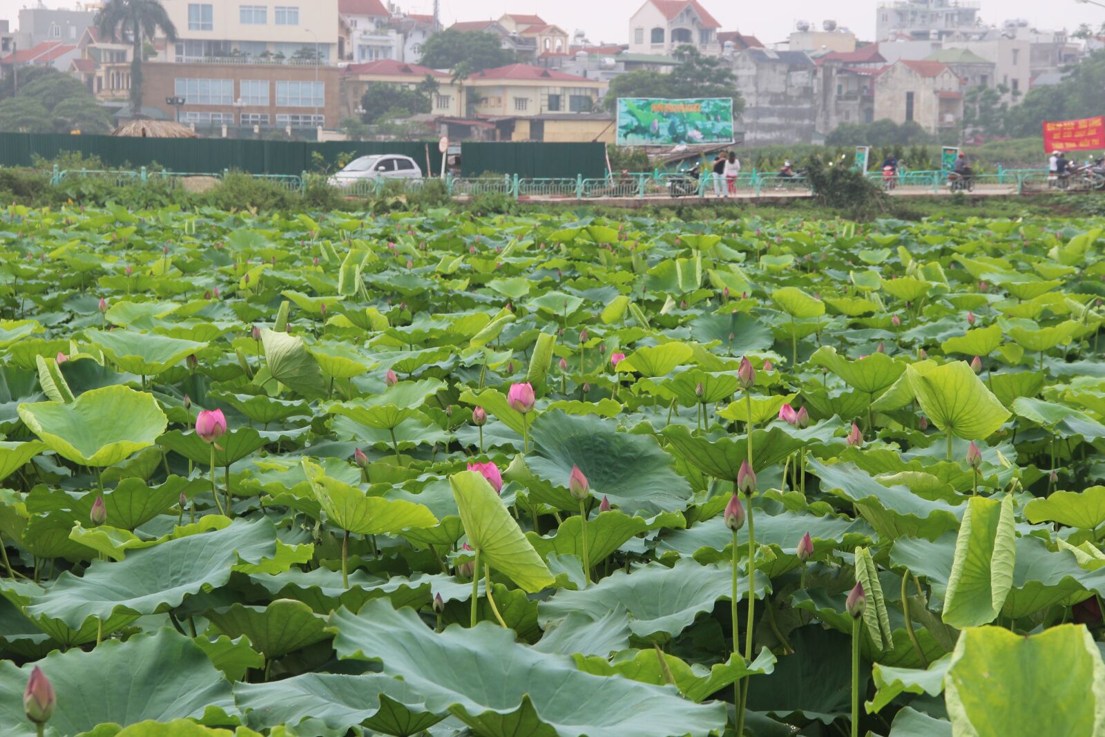 Canon EOS 600D (Rebel EOS T3i / EOS Kiss X5) sample photo. Lotus, leaf, lake photography