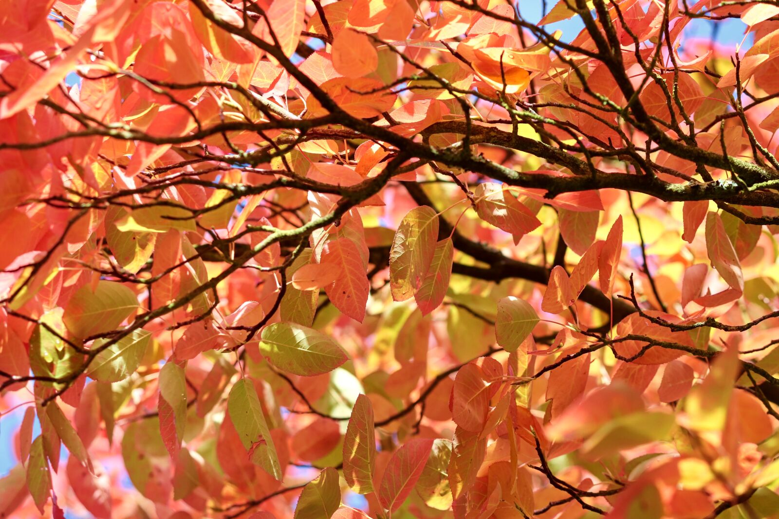Canon EOS 200D (EOS Rebel SL2 / EOS Kiss X9) sample photo. Autumn, leaves, colorful photography