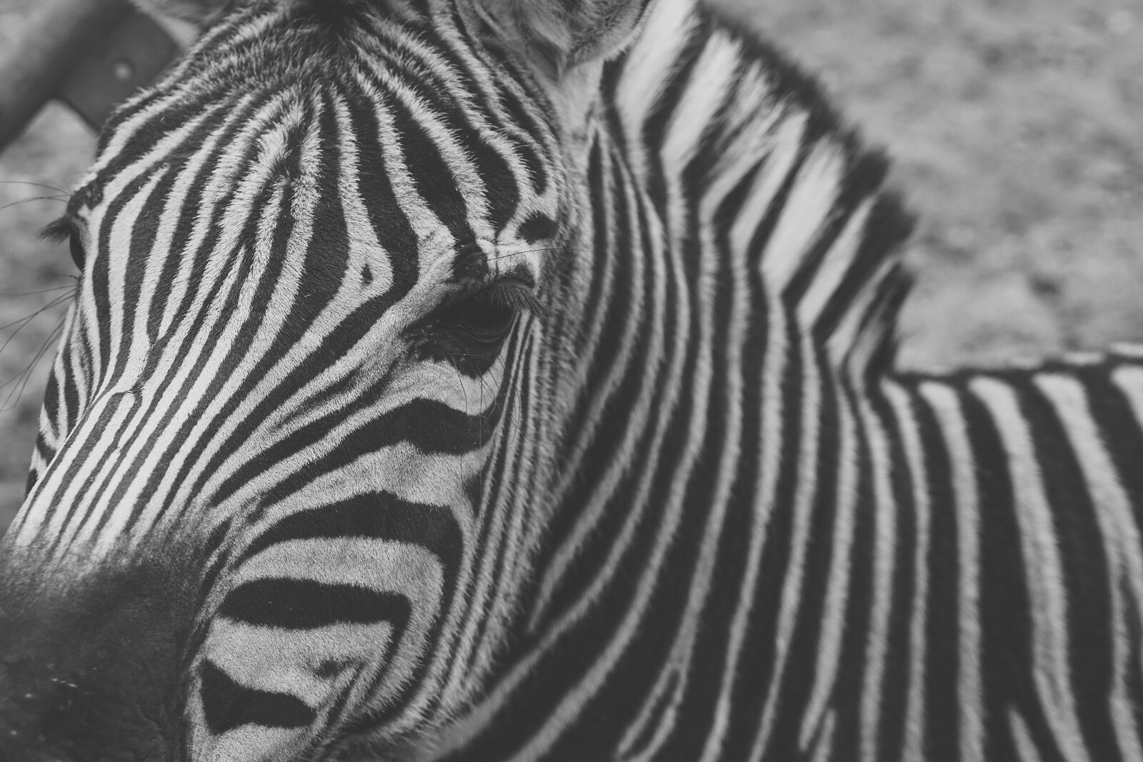 E 50mm F1.8 OSS sample photo. Zebra, captivity, black and photography