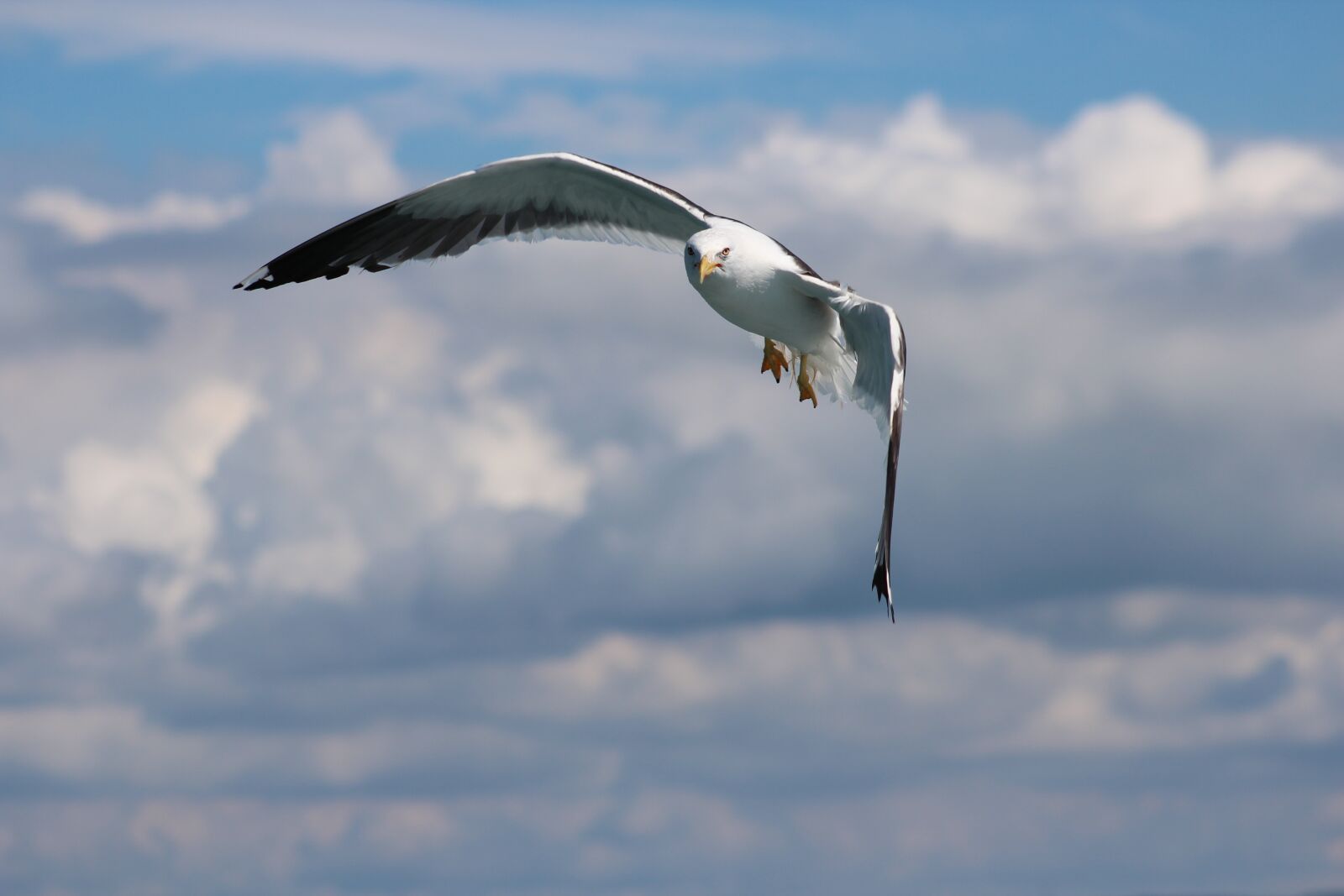 Canon EF 75-300mm f/4-5.6 USM sample photo. Bird, flight, nature photography