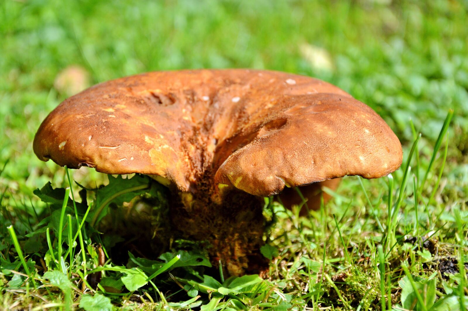 Nikon D3200 sample photo. Mushroom, disc fungus, forest photography