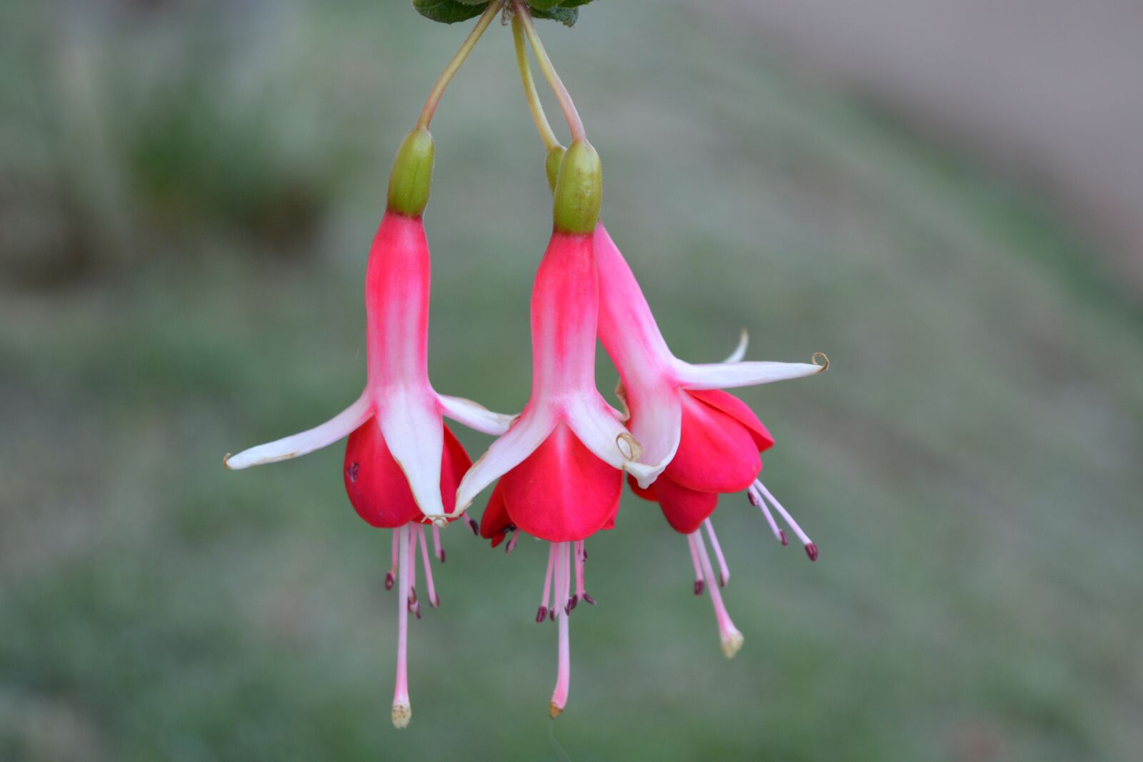 Nikon D5200 sample photo. Nature, outdoors, flower photography