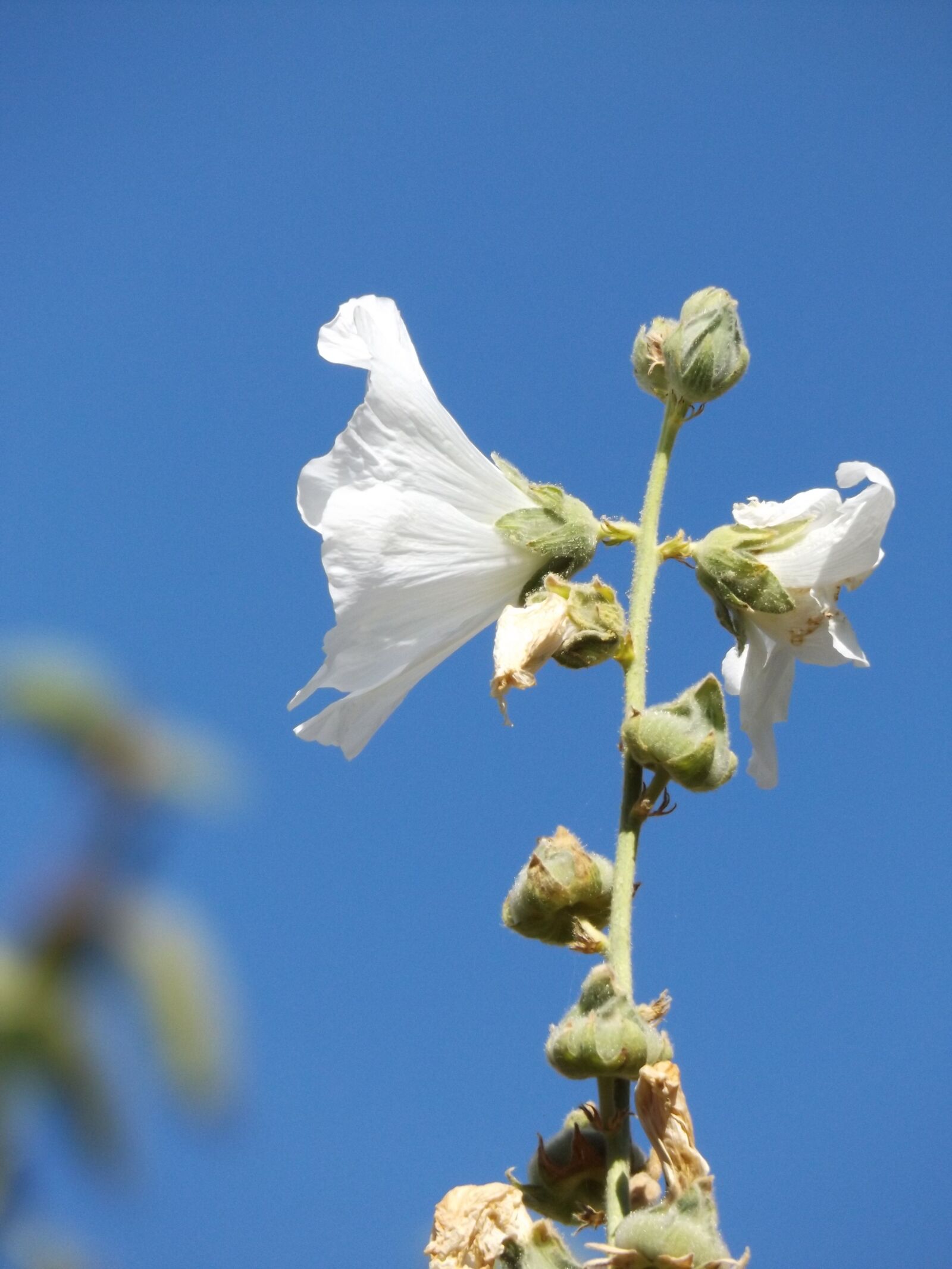 Fujifilm FinePix S8600 sample photo. Flower, white, blue photography