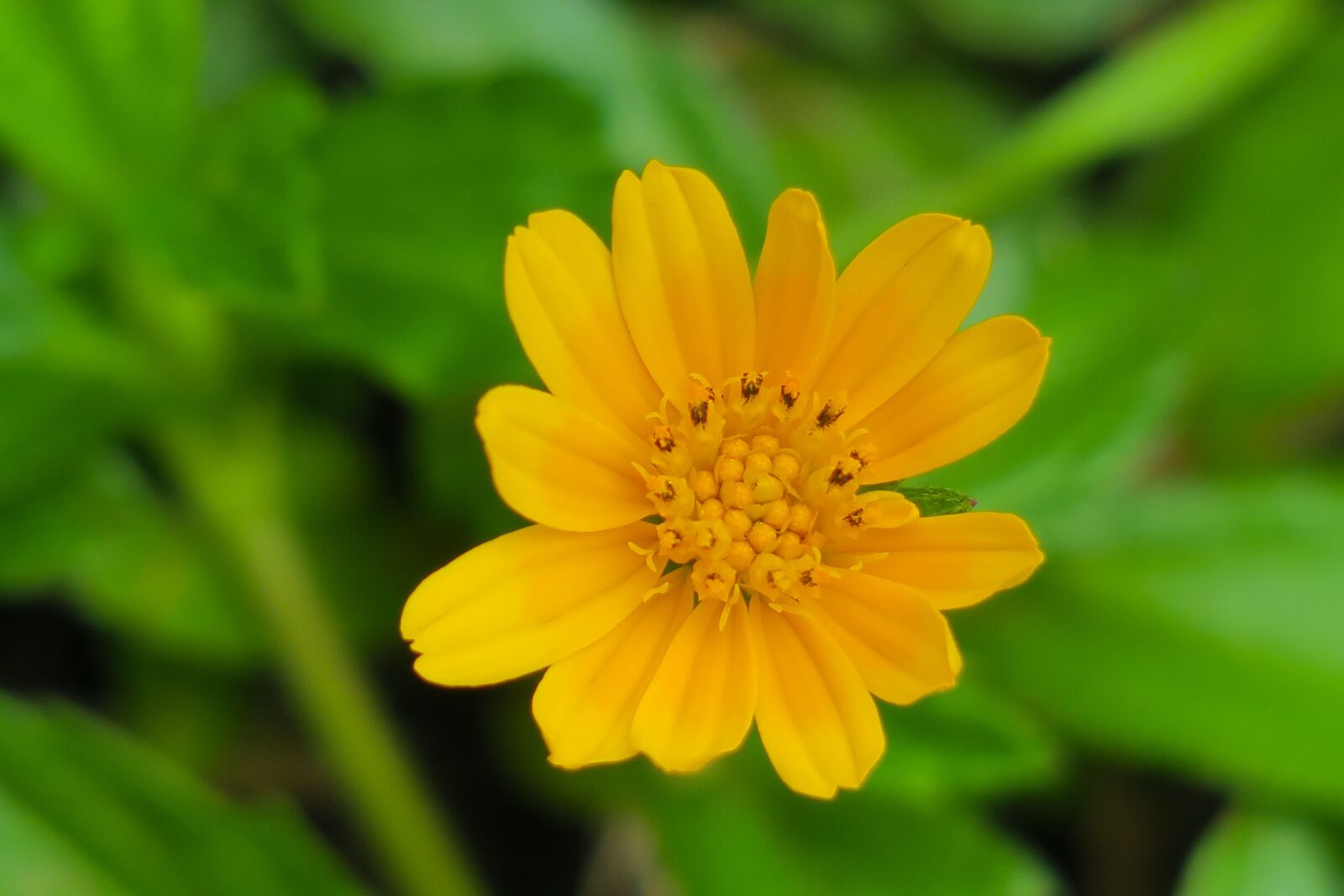 Canon PowerShot G3 X sample photo. Wedelia, nature, flower photography