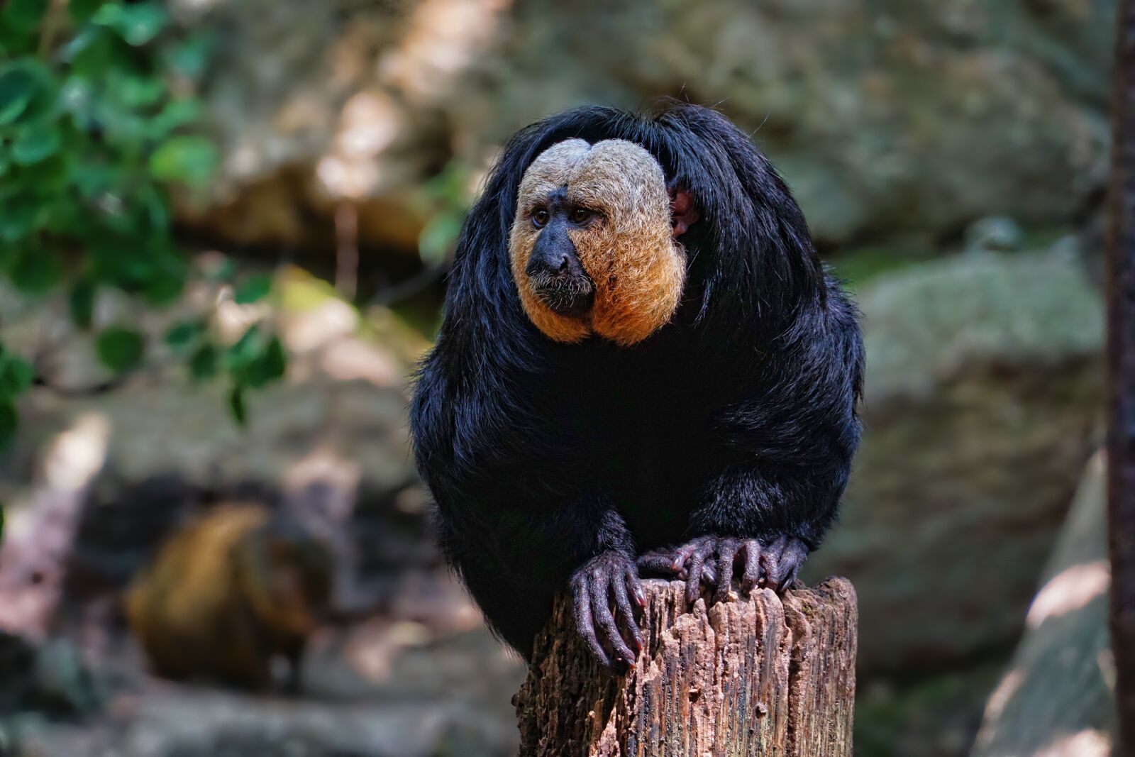 Sony a6000 sample photo. Nature, animal, mammal photography