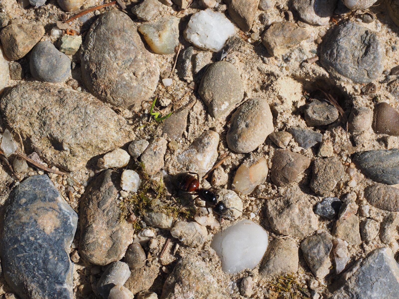 Olympus OM-D E-M1 + Olympus M.Zuiko Digital ED 12-40mm F2.8 Pro sample photo. Ant, ross ant, insect photography