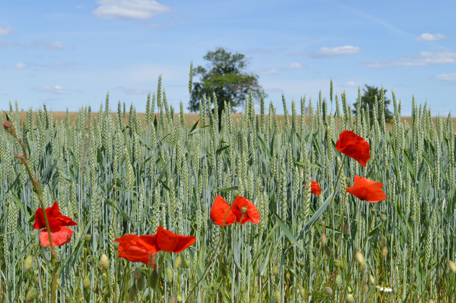 Nikon D3200 sample photo. Flower, poppy, wheat photography