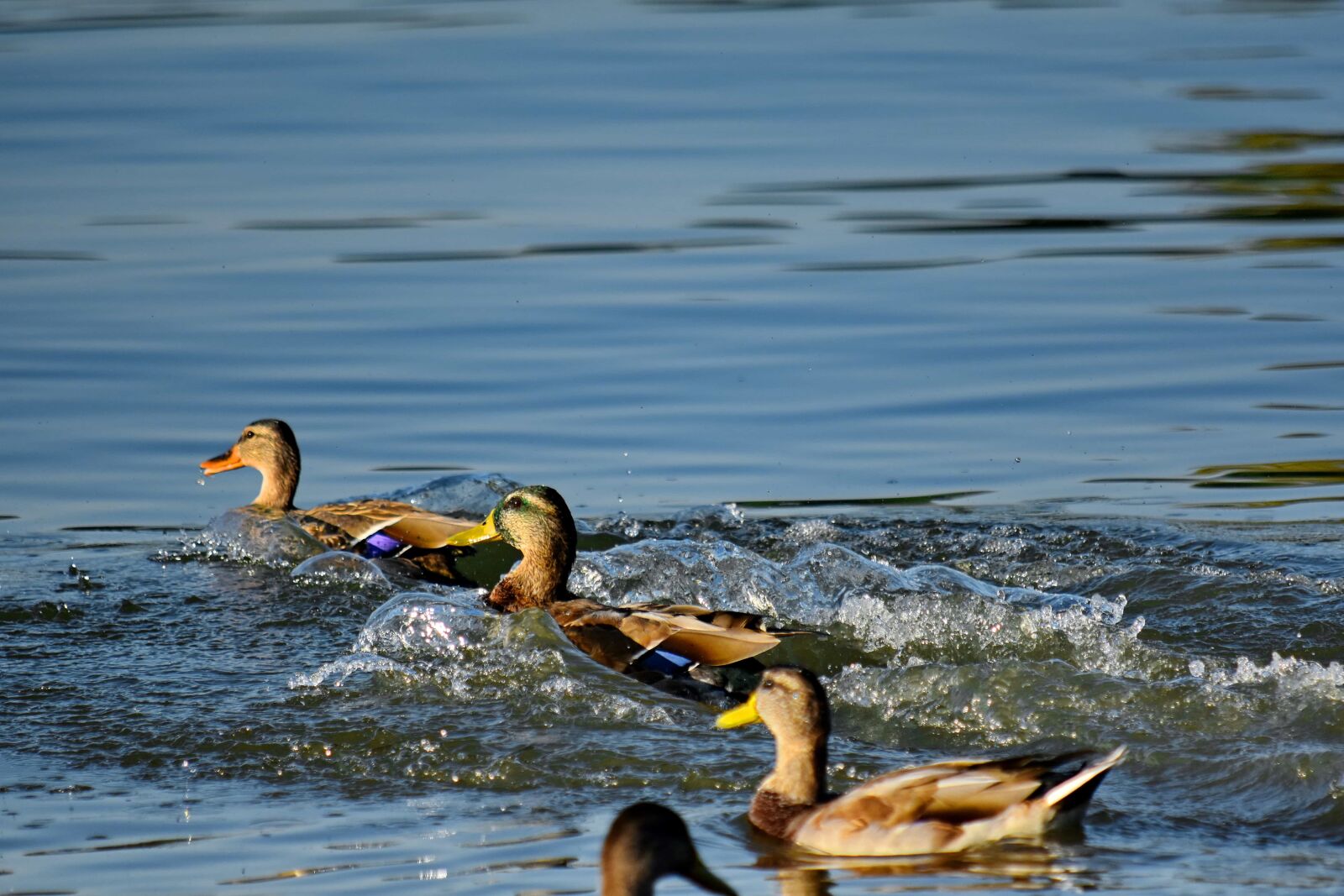 Nikon D5500 sample photo. Bird, flock, swimming, waves photography