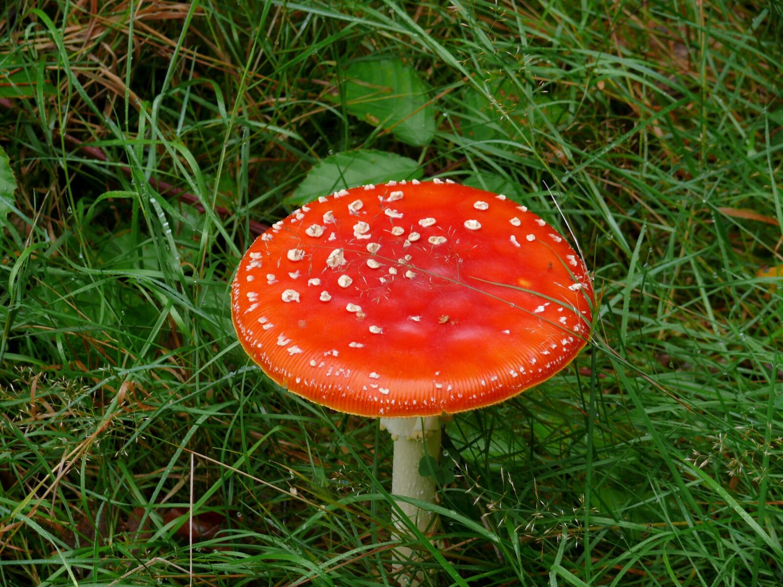 Panasonic DMC-FZ50 sample photo. Mushroom, fly agaric, red photography