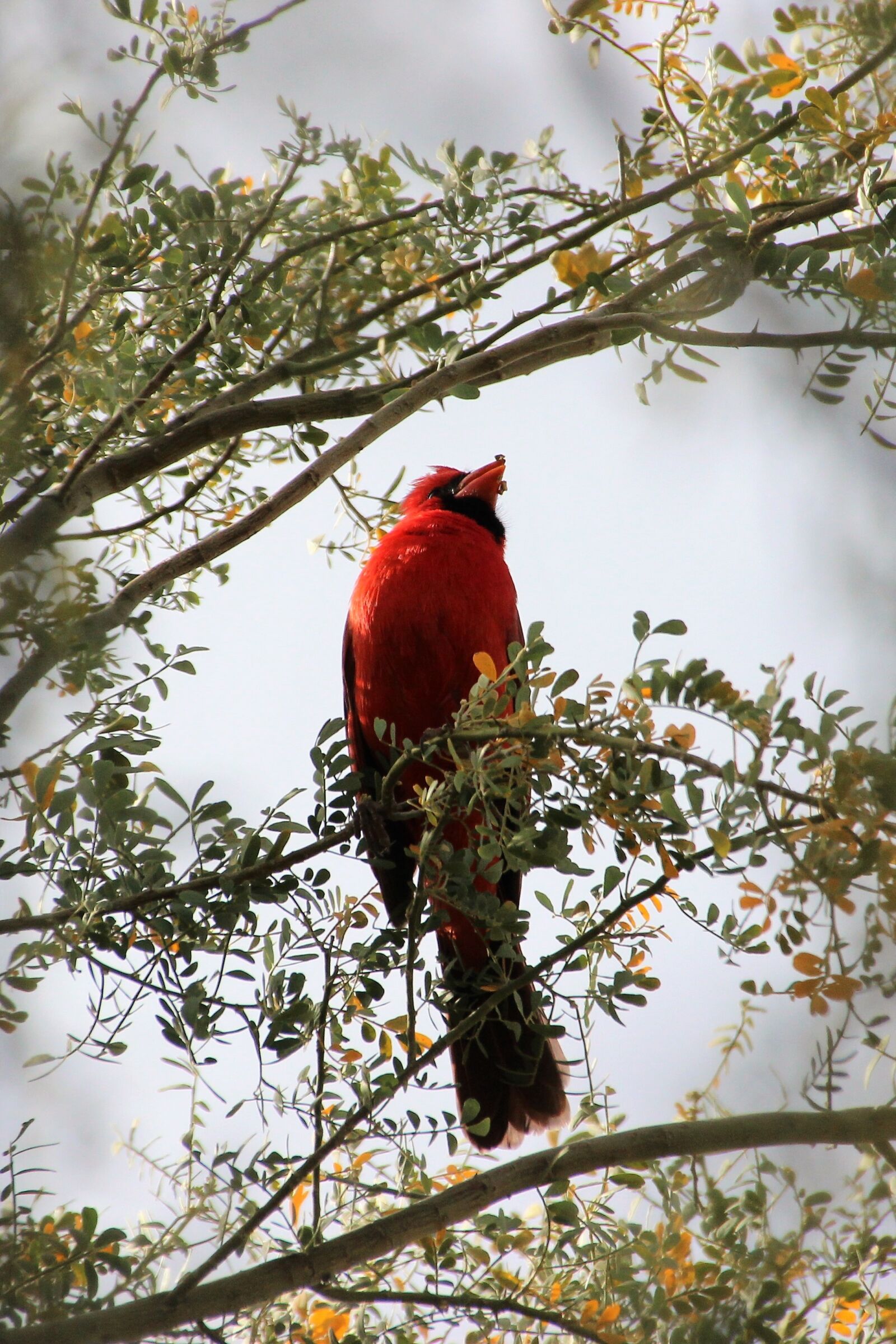 Canon EOS 600D (Rebel EOS T3i / EOS Kiss X5) sample photo. Cardinal, redbird, wildlife photography