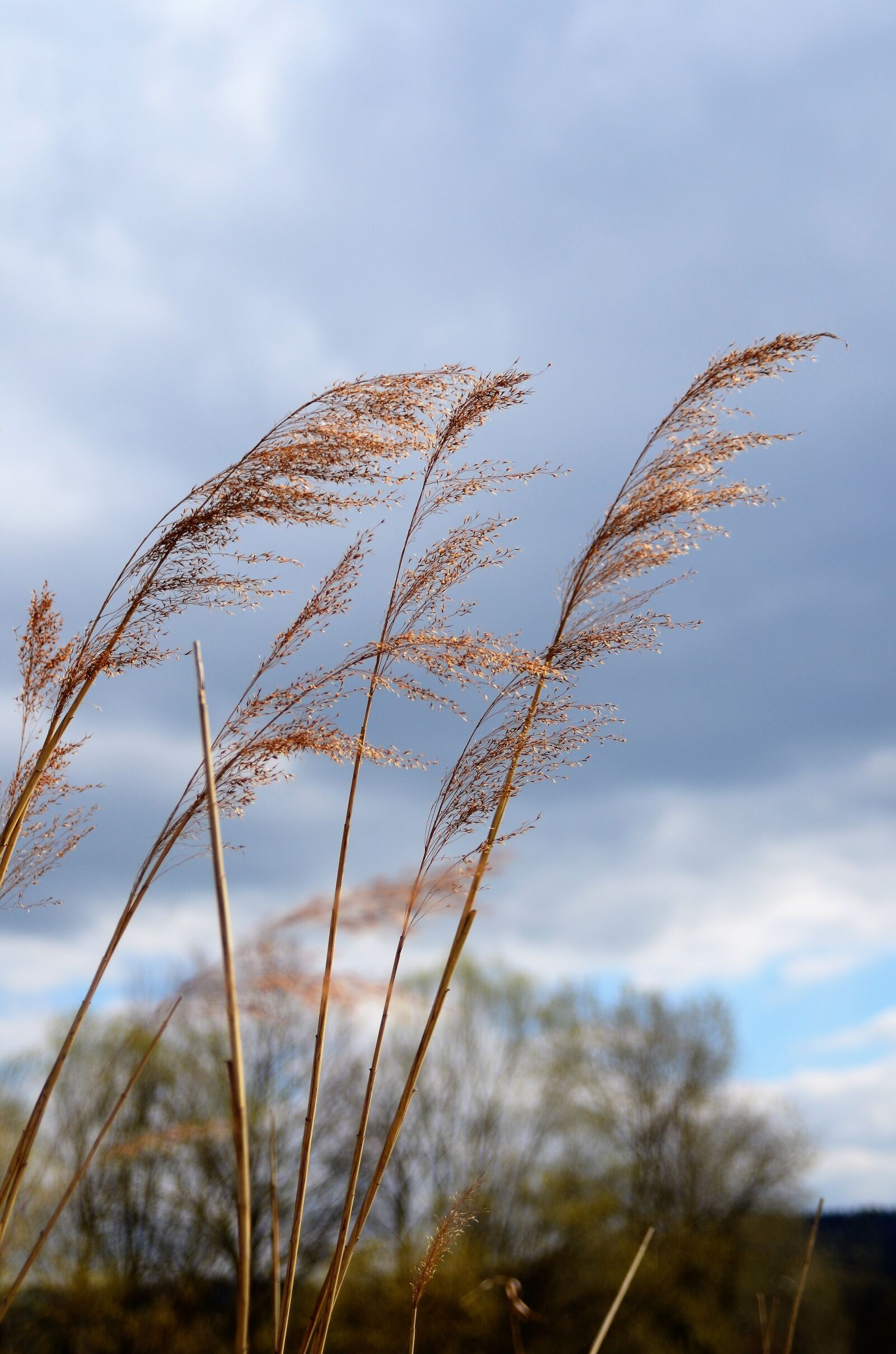 Nikon D7000 sample photo. Reed, phragmites, licorice photography