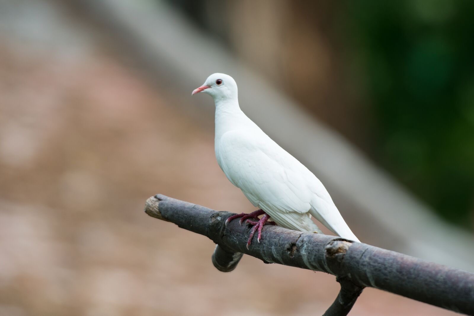 Nikon D3400 sample photo. Dove, bird, animal photography