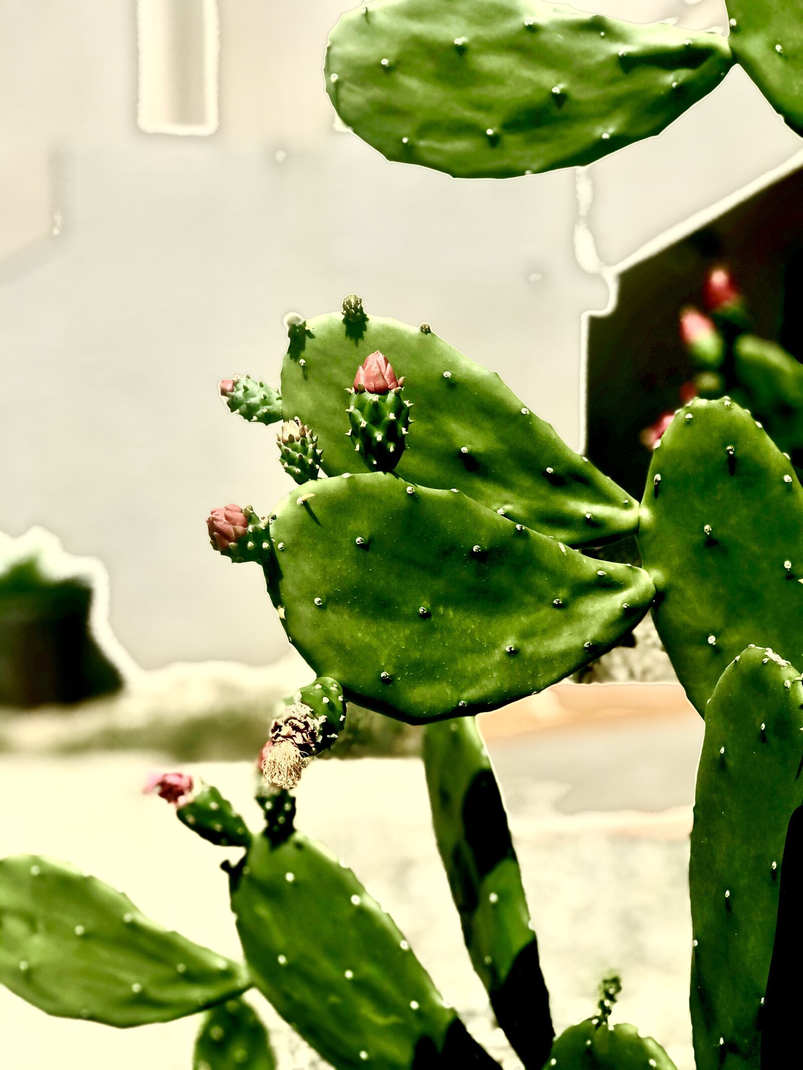 Apple iPhone 7 Plus sample photo. Flower, sun, cactus photography