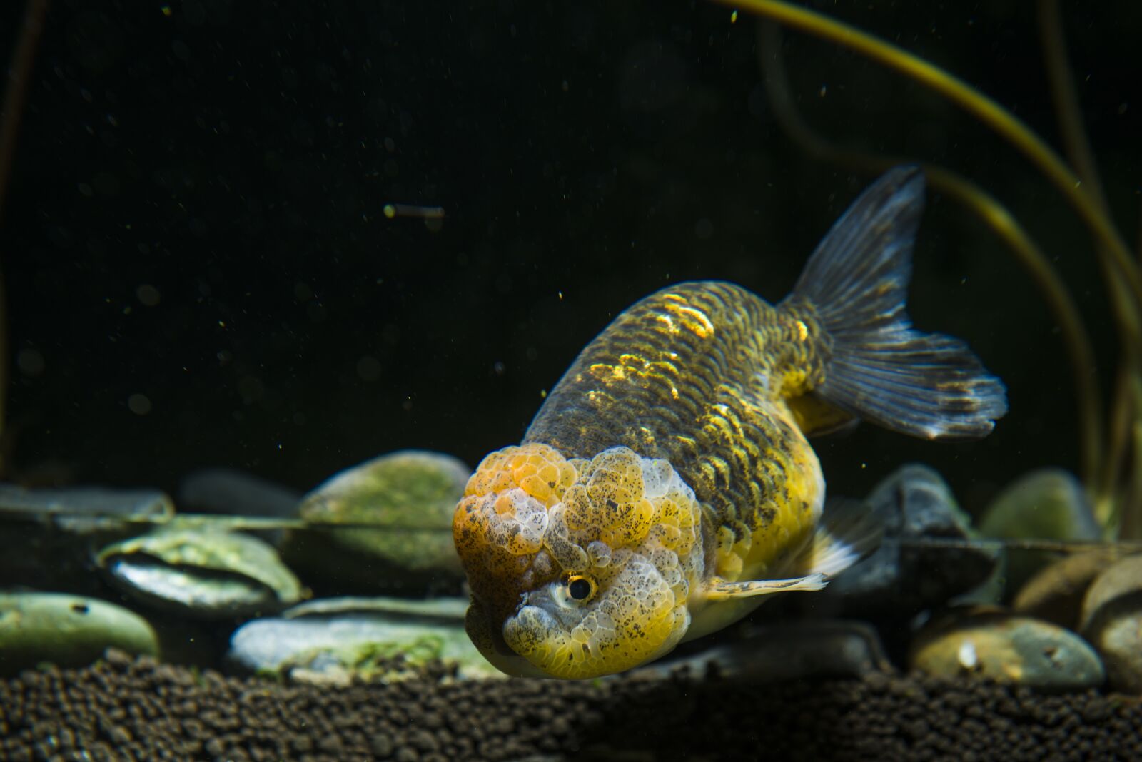Nikon D800 sample photo. Pets, ornamental fish, goldfish photography