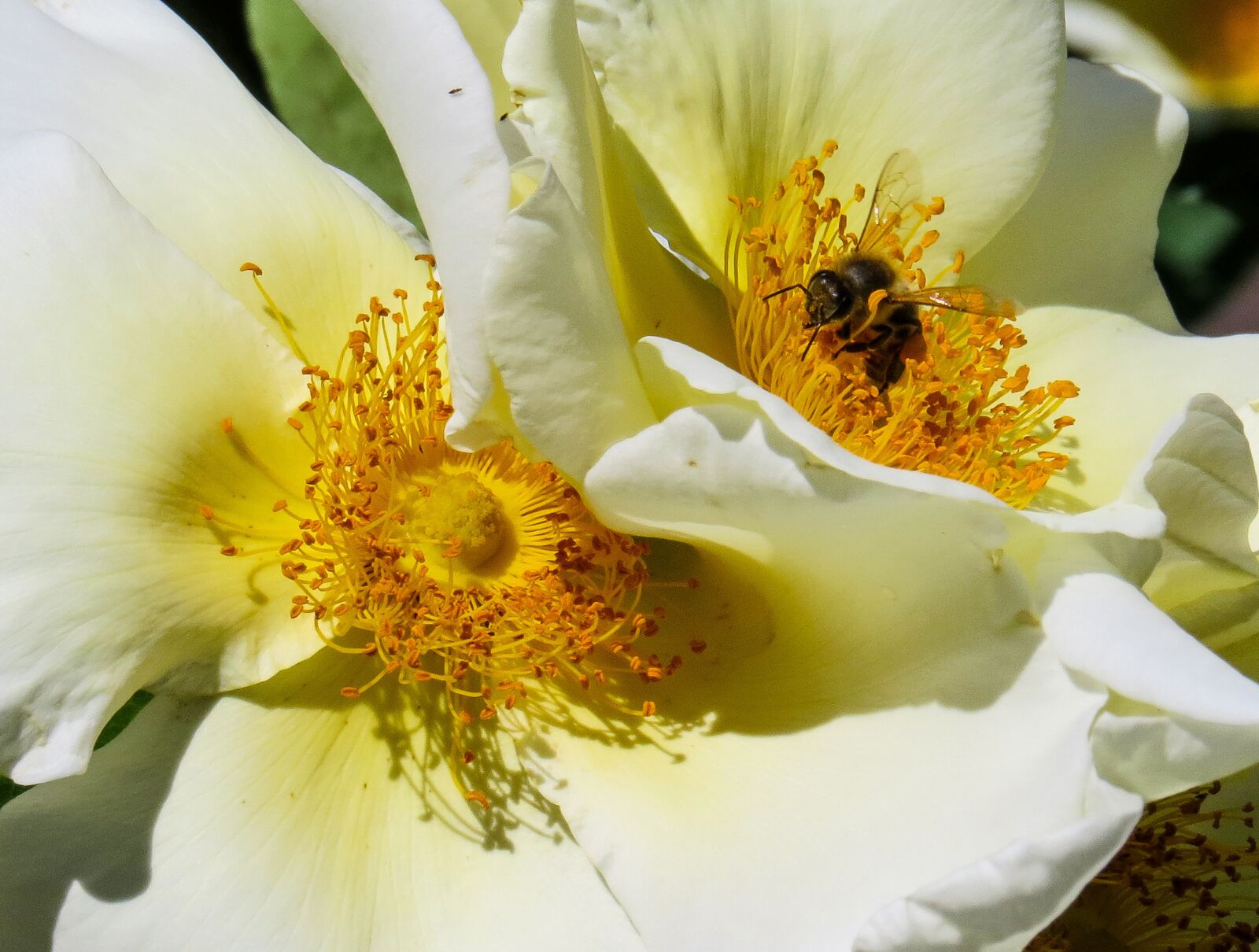 Canon PowerShot SX50 HS sample photo. Nature, flower, blossom photography