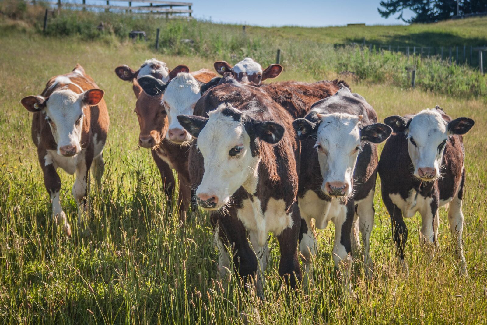 Canon EF-S 18-55mm F3.5-5.6 II sample photo. Cow, agriculture, beef cattle photography