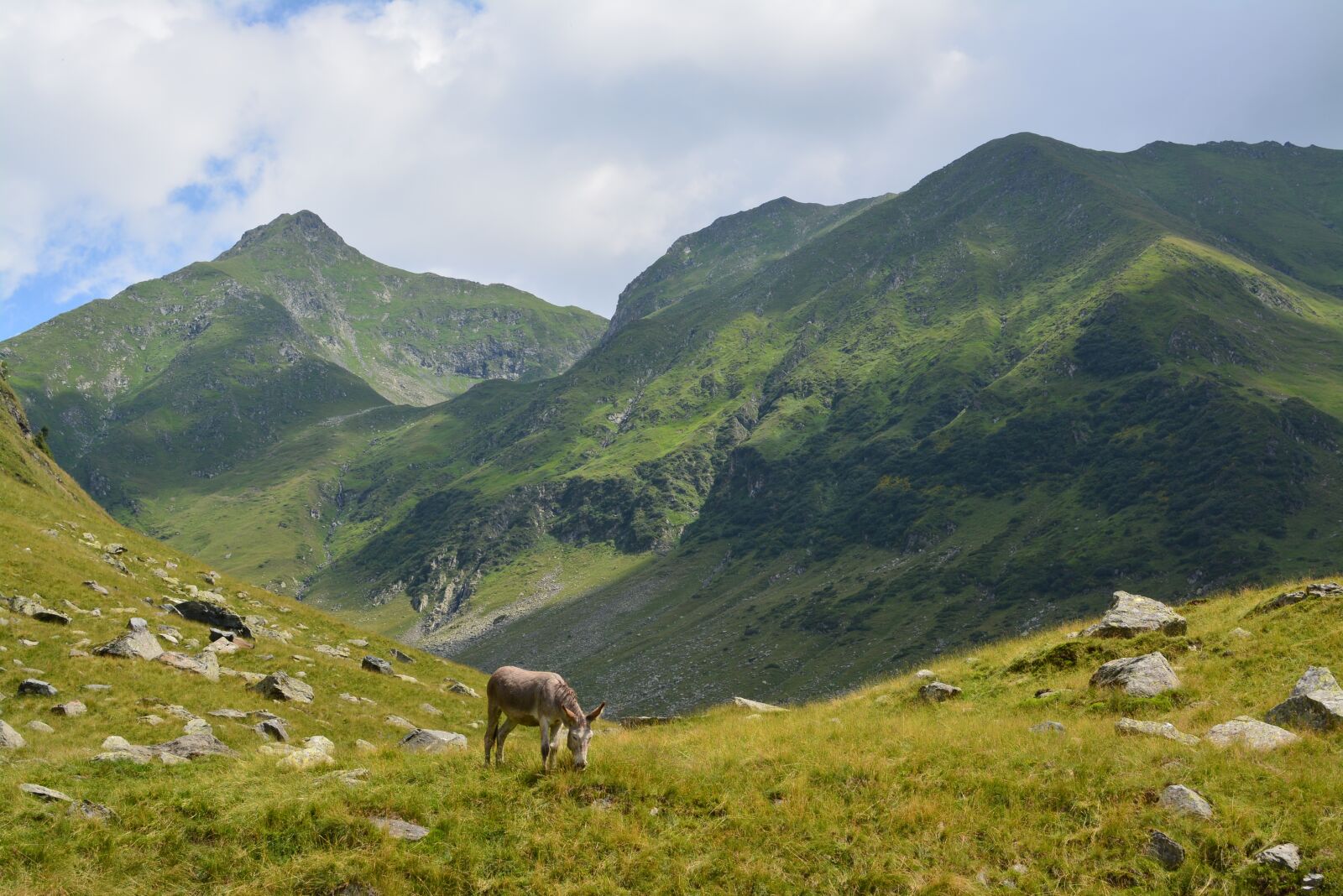Nikon D5200 sample photo. Donkey, mountain, animals photography