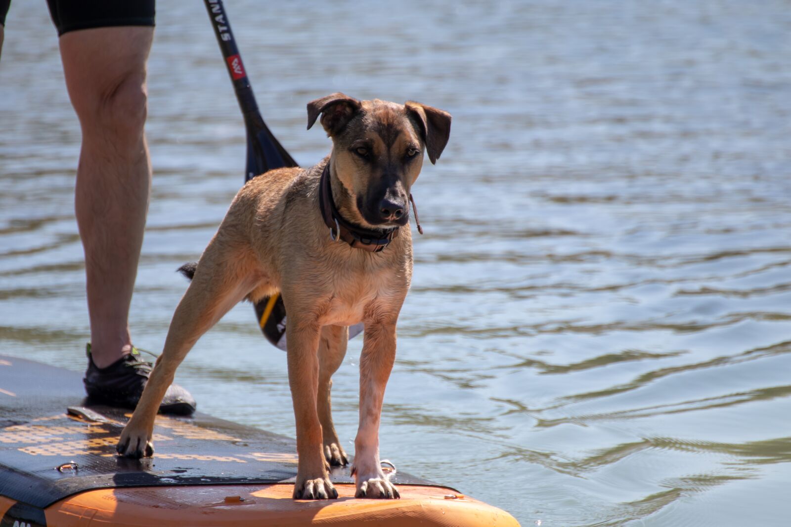 Canon EOS 200D (EOS Rebel SL2 / EOS Kiss X9) sample photo. Dog, stand up paddling photography