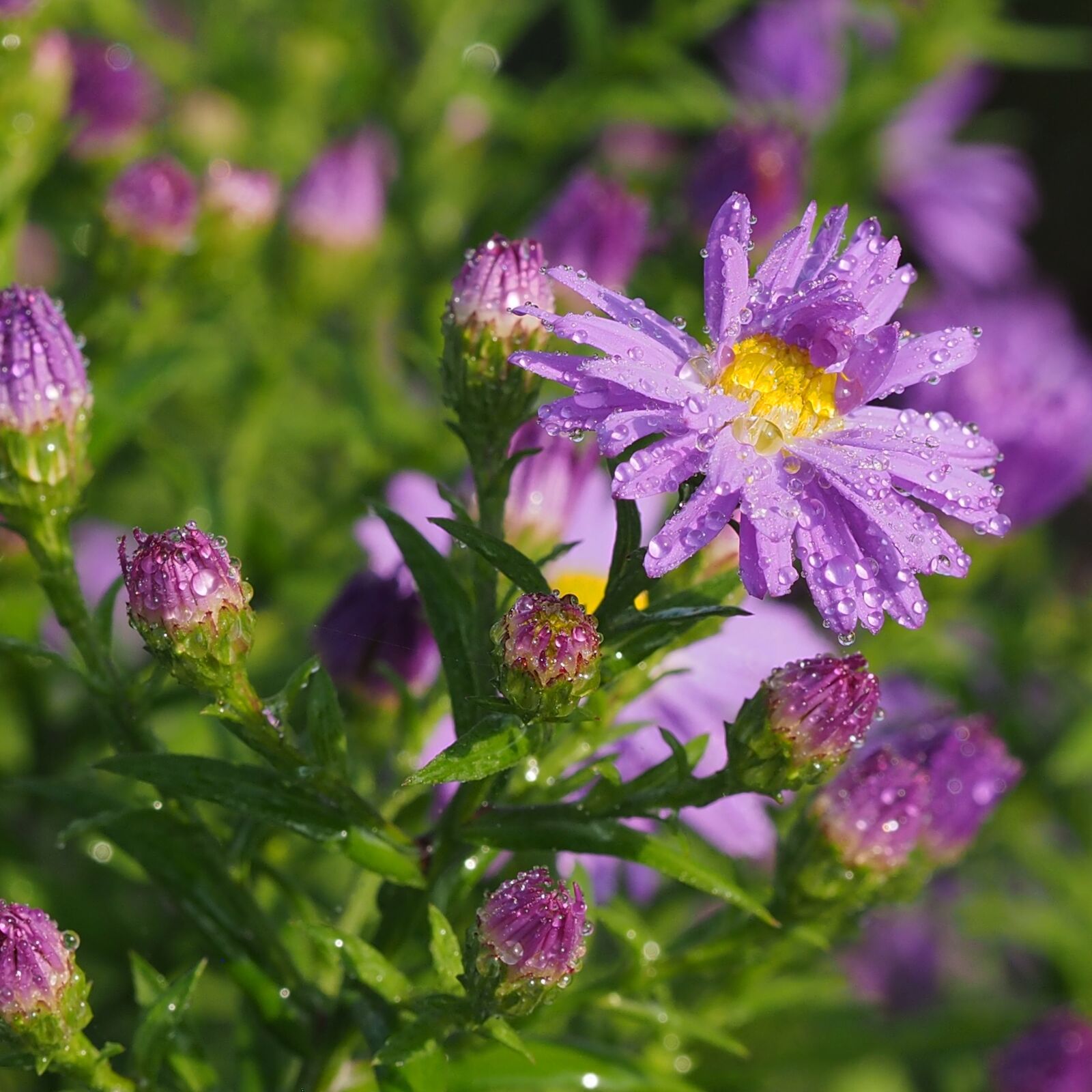 Olympus M.Zuiko Digital ED 60mm F2.8 Macro sample photo. Astra, flower, asters photography