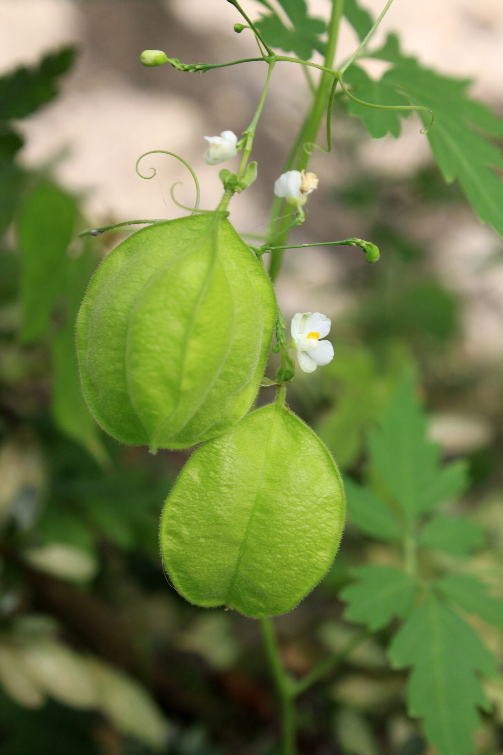 Canon EOS 50D sample photo. Fruit, nature, flowers photography