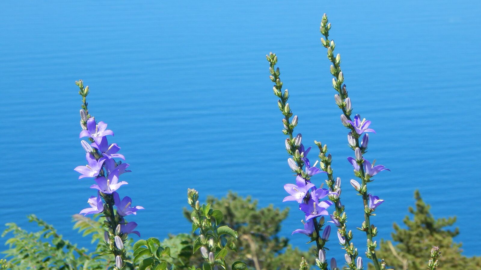 Nikon Coolpix L830 sample photo. Flowers, sea, summer photography