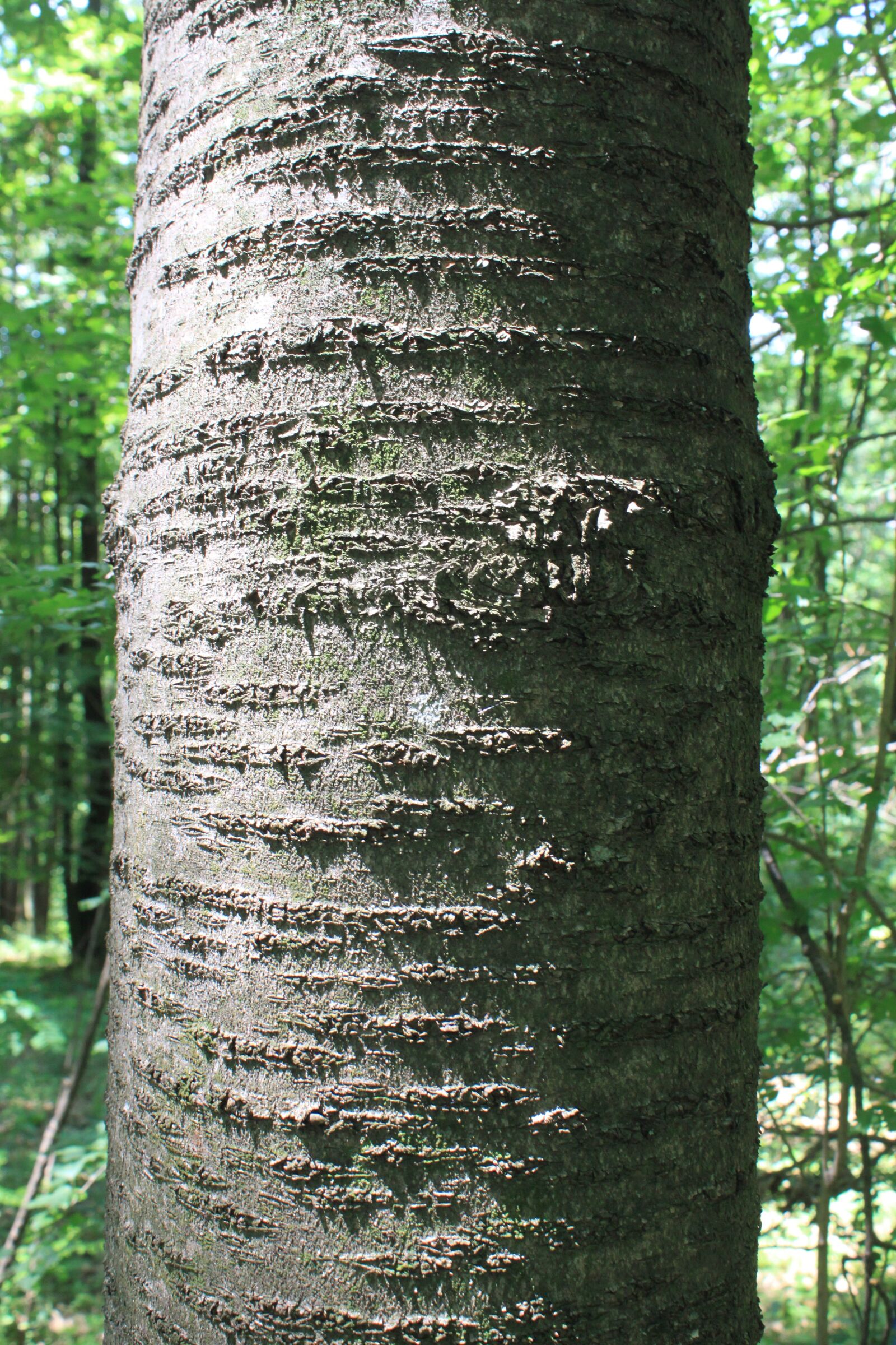 Canon EOS 500D (EOS Rebel T1i / EOS Kiss X3) sample photo. Bark, cherry, trees photography