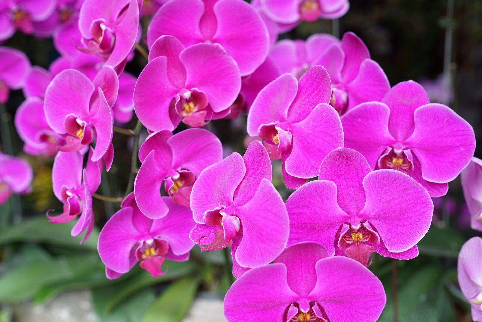 Sony a7S + Sony FE 24-70mm F2.8 GM sample photo. Orchids, tropical, floral photography