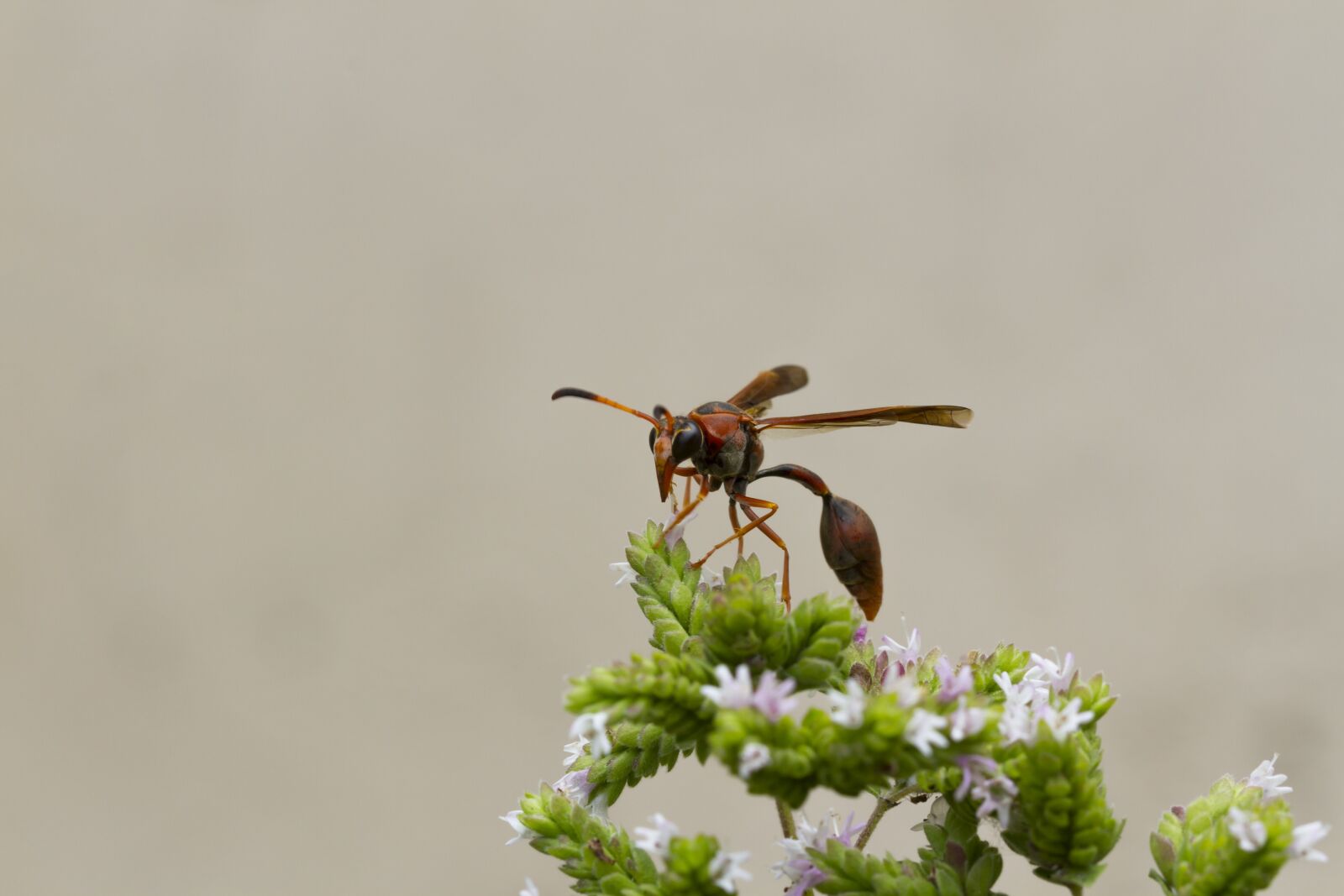 Canon EOS 7D + Canon EF 100mm F2.8 Macro USM sample photo. Vespa, sting, insect photography