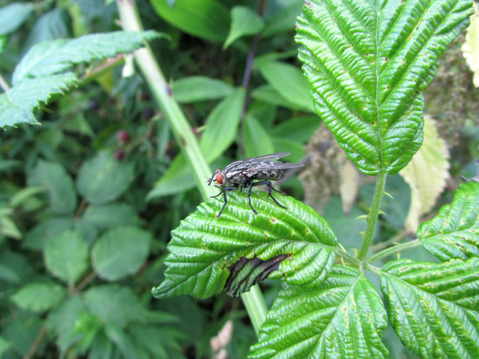 Canon PowerShot SX500 IS sample photo. Fly, insect, animals photography