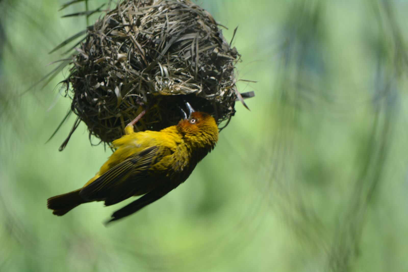 Nikon D5200 sample photo. Finch, bird nest, feathered photography