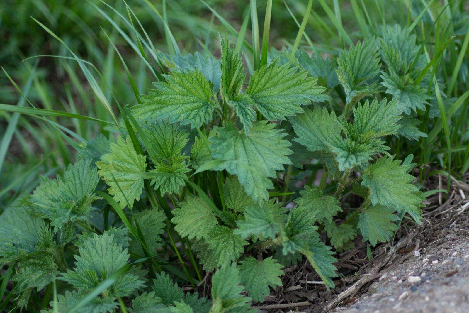 Canon EOS 1100D (EOS Rebel T3 / EOS Kiss X50) sample photo. Plant, nettle, nature photography