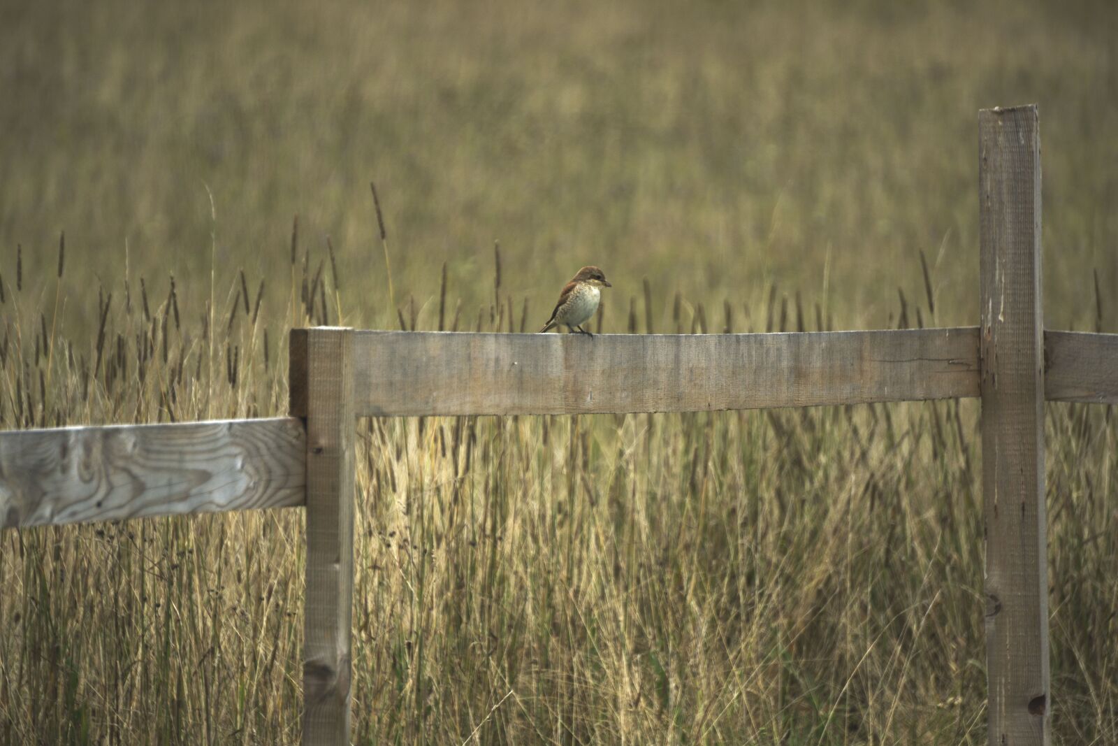 Sony E 55-210mm F4.5-6.3 OSS sample photo. Bird, fence, grass photography