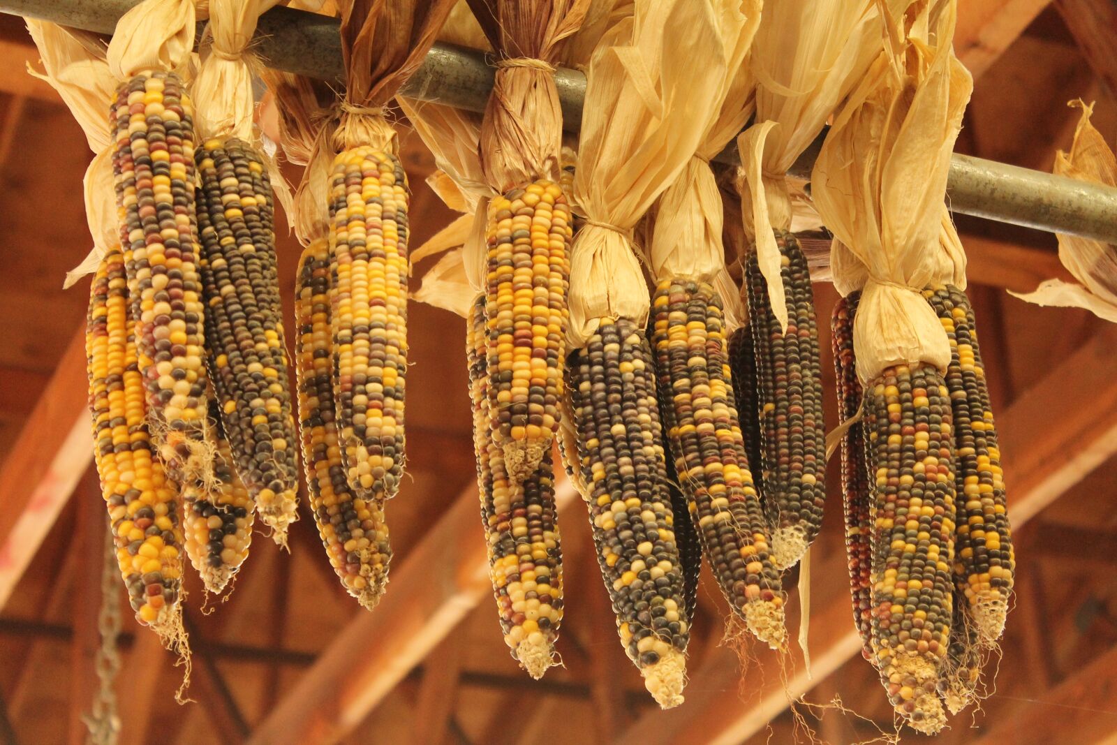 Canon EOS 1100D (EOS Rebel T3 / EOS Kiss X50) sample photo. Autumn, indian corn, corn photography