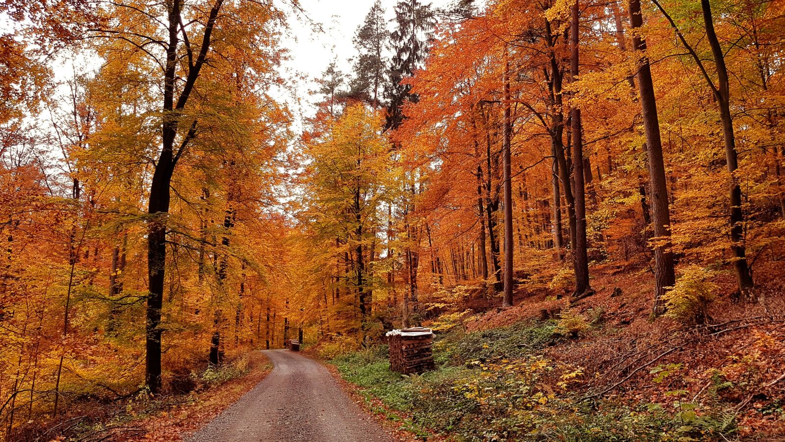 Samsung Galaxy S7 sample photo. Landscape, wood, orange photography