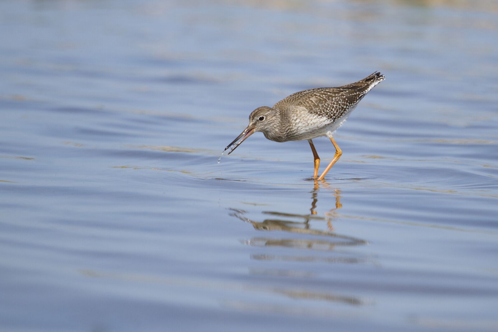 Canon EOS 7D + Canon EF 70-200mm F4L IS USM sample photo. Snip, waterfowl, wad photography