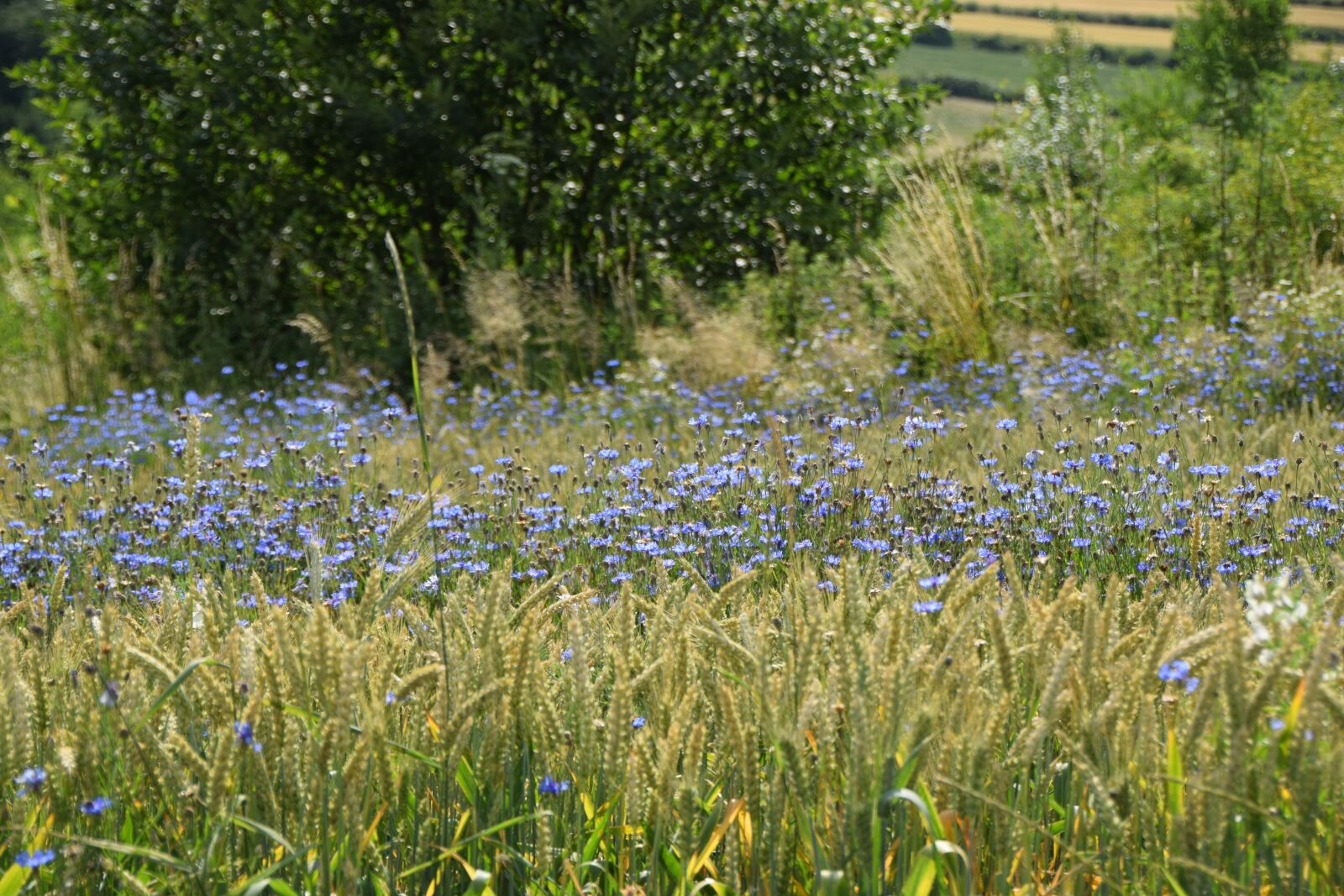 Nikon D5300 sample photo. Cornflowers, meadow, flowers photography