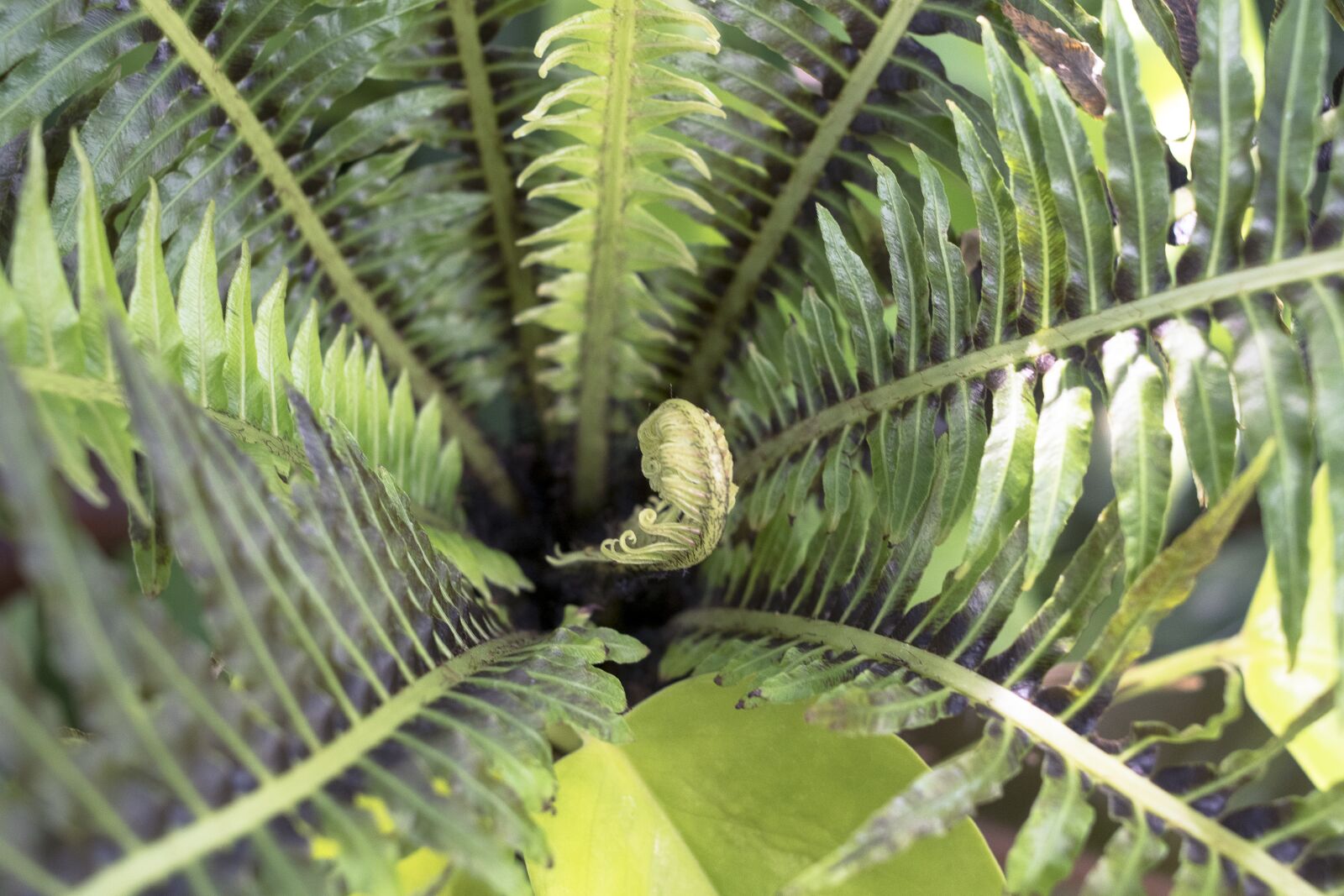 Nikon D7500 sample photo. Flora, nature, leaf photography