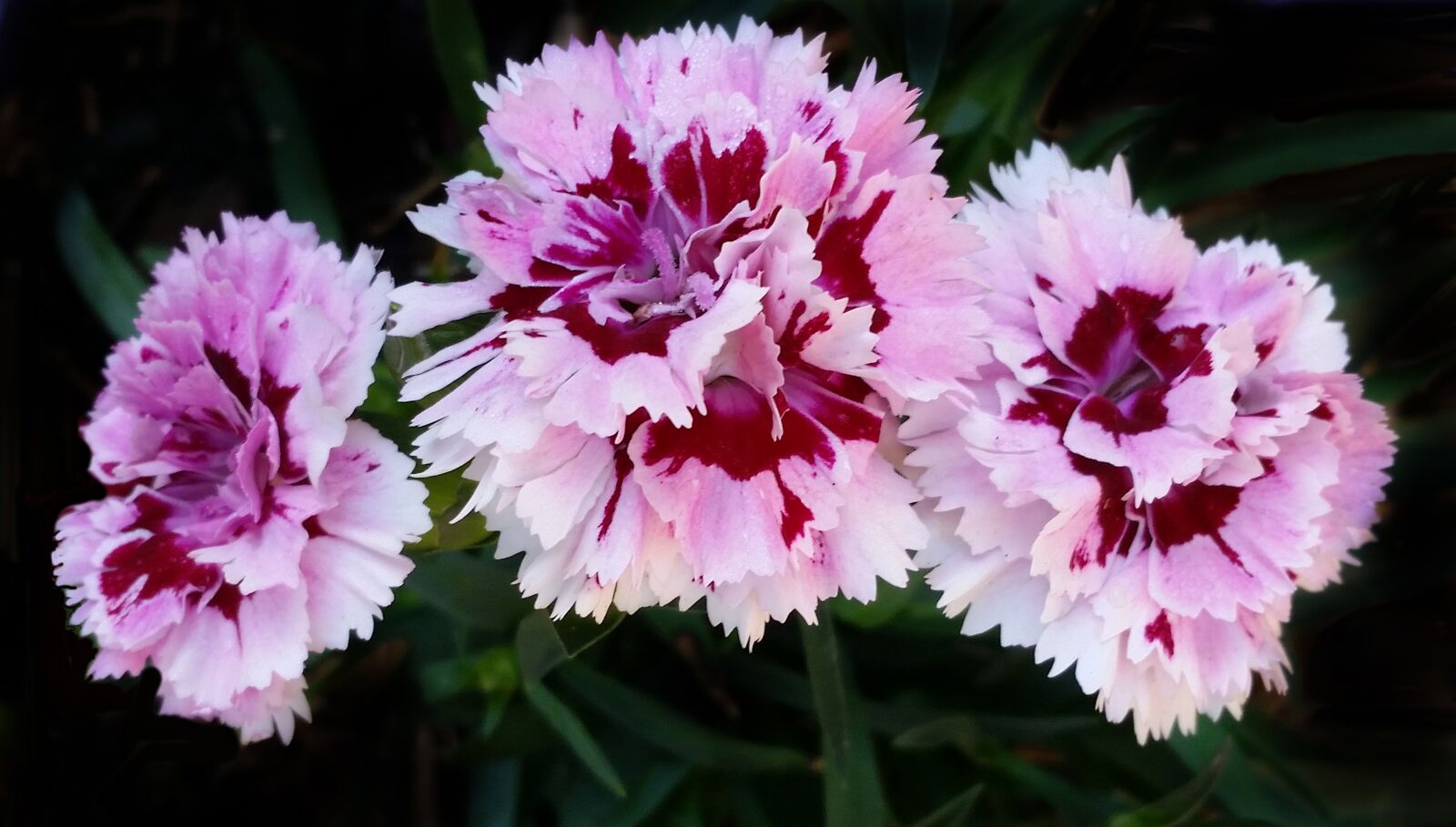 Samsung Galaxy S5 sample photo. Carnation, flower, flora photography