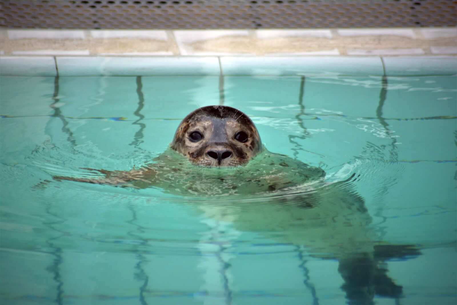 Nikon D5200 sample photo. Robbe, seal, howler photography