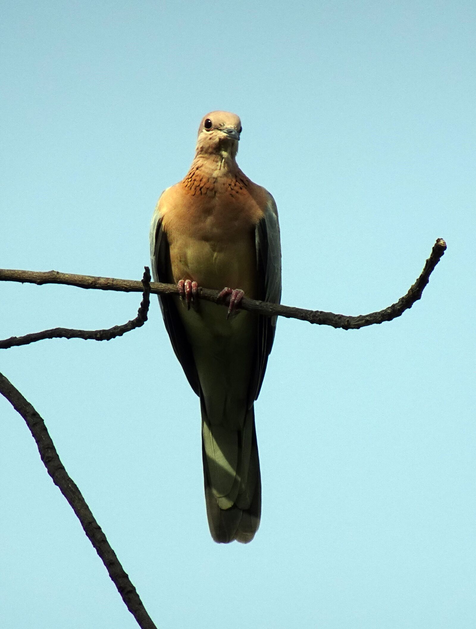 Sony DSC-WX800 sample photo. Dove, bird, laughing dove photography