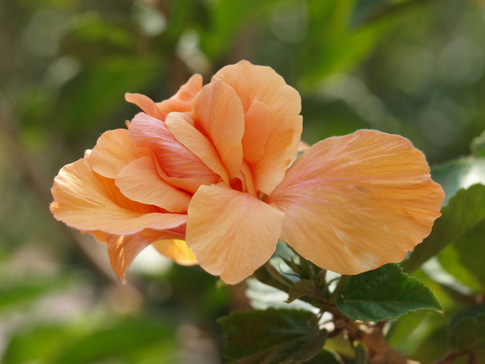 Olympus E-520 (EVOLT E-520) sample photo. Orange hibiscus, orange, hibiscus photography