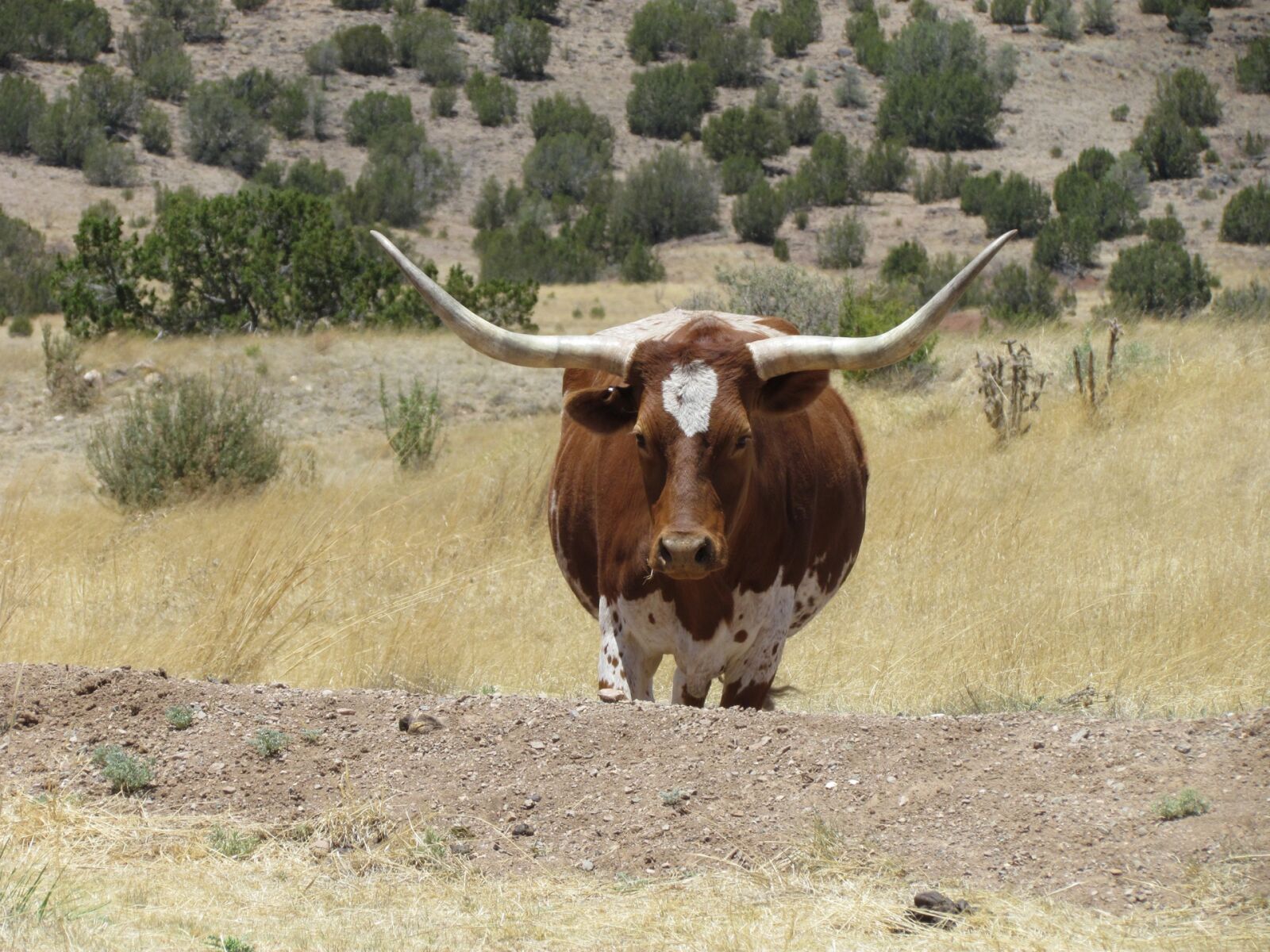 Canon PowerShot SX30 IS sample photo. Cow, longhorn, livestock photography
