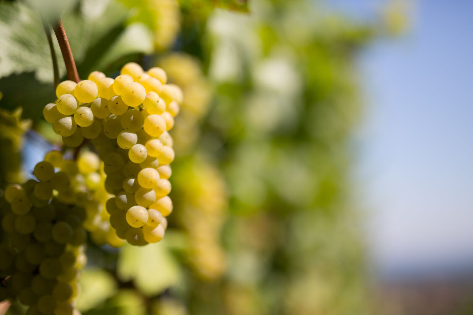 Canon EOS 5D Mark III sample photo. Wine, grape, vine photography