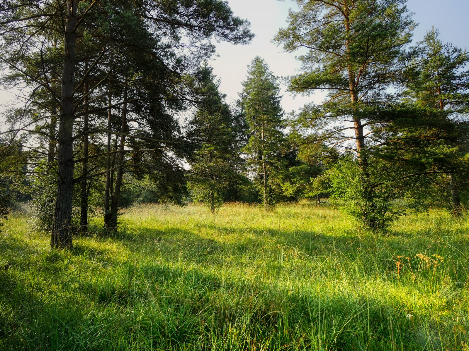 Panasonic Lumix DMC-GX8 sample photo. Forest, glade, away photography