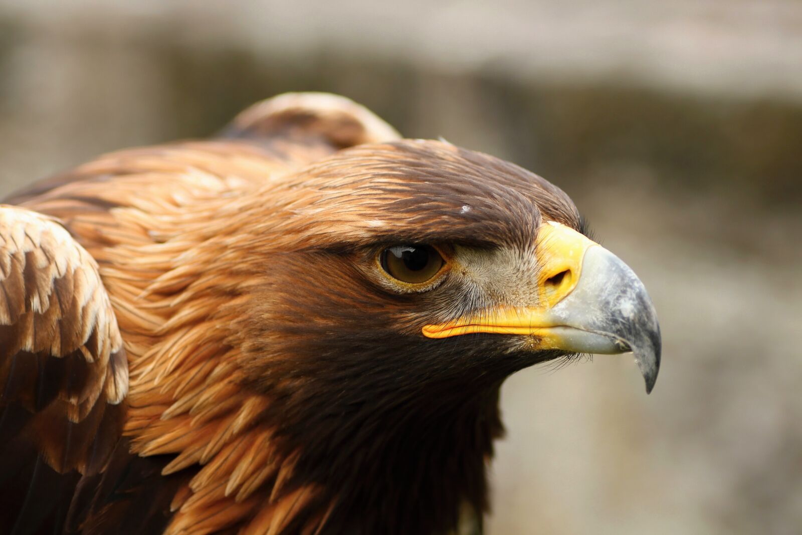 Canon EOS 650D (EOS Rebel T4i / EOS Kiss X6i) sample photo. Eagle rock, birds of photography