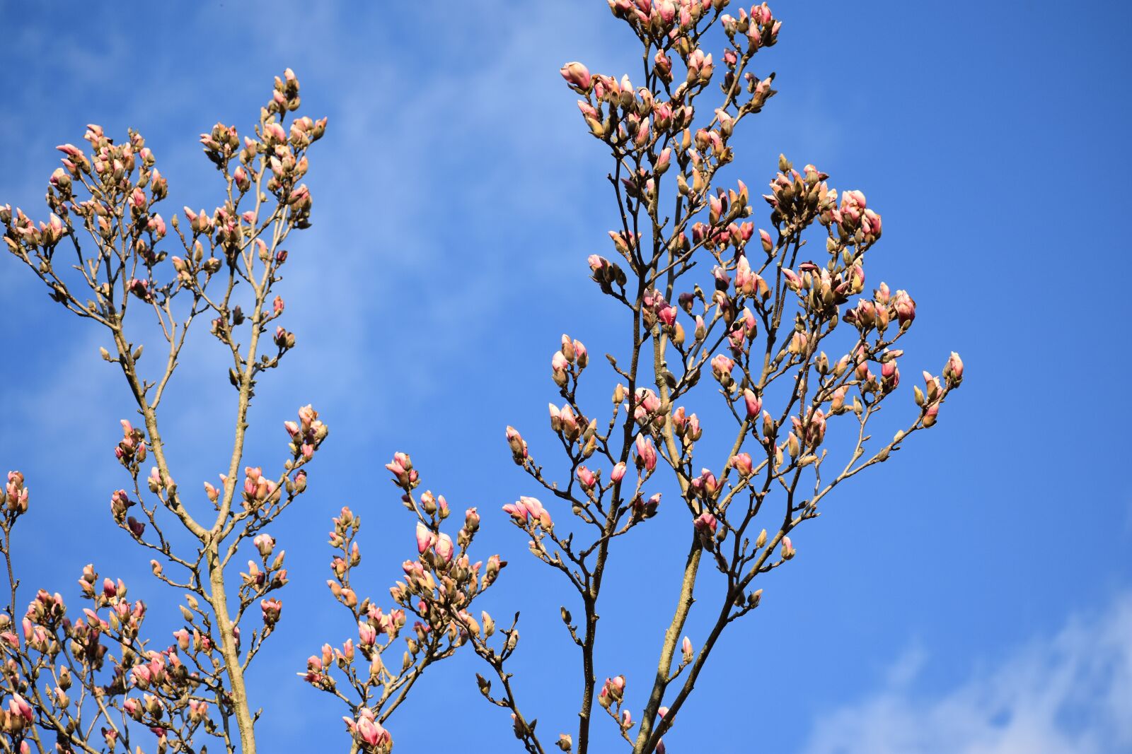 Nikon D3400 sample photo. Magnolia, tree, spring photography