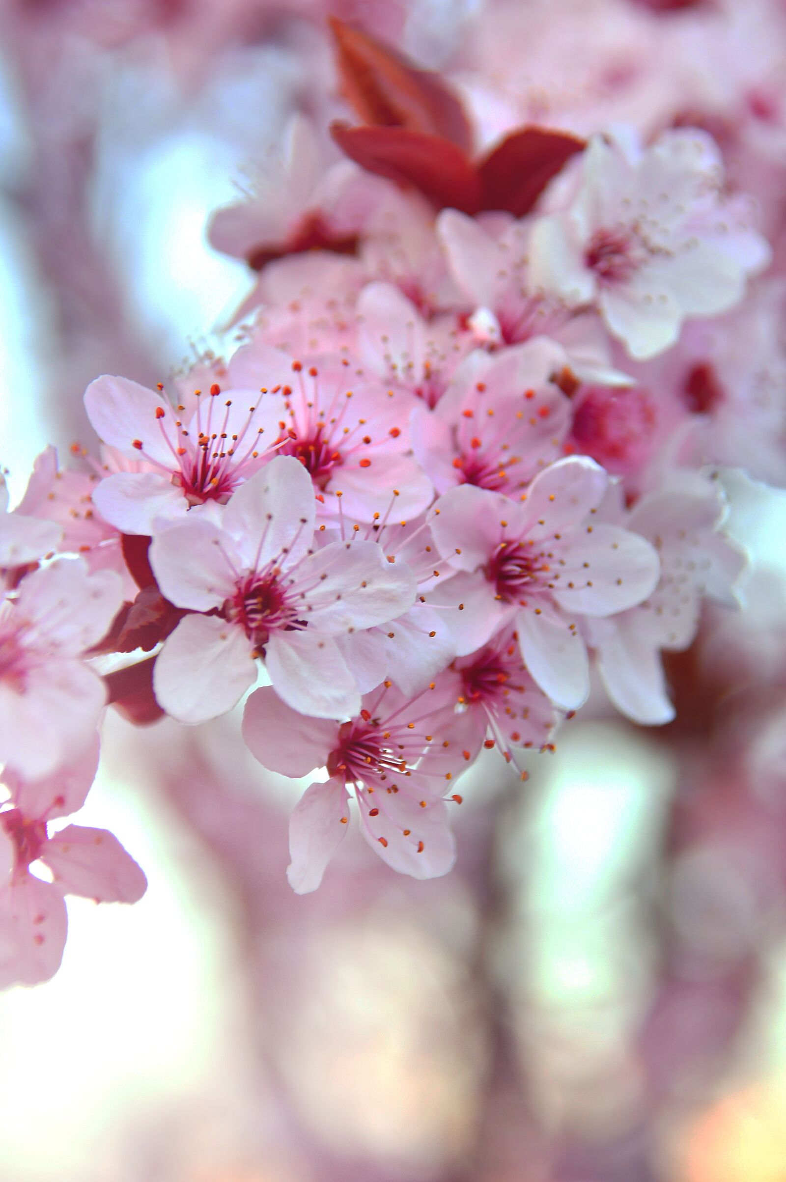 Nikon D3200 sample photo. Spring, spring flowers, pink photography