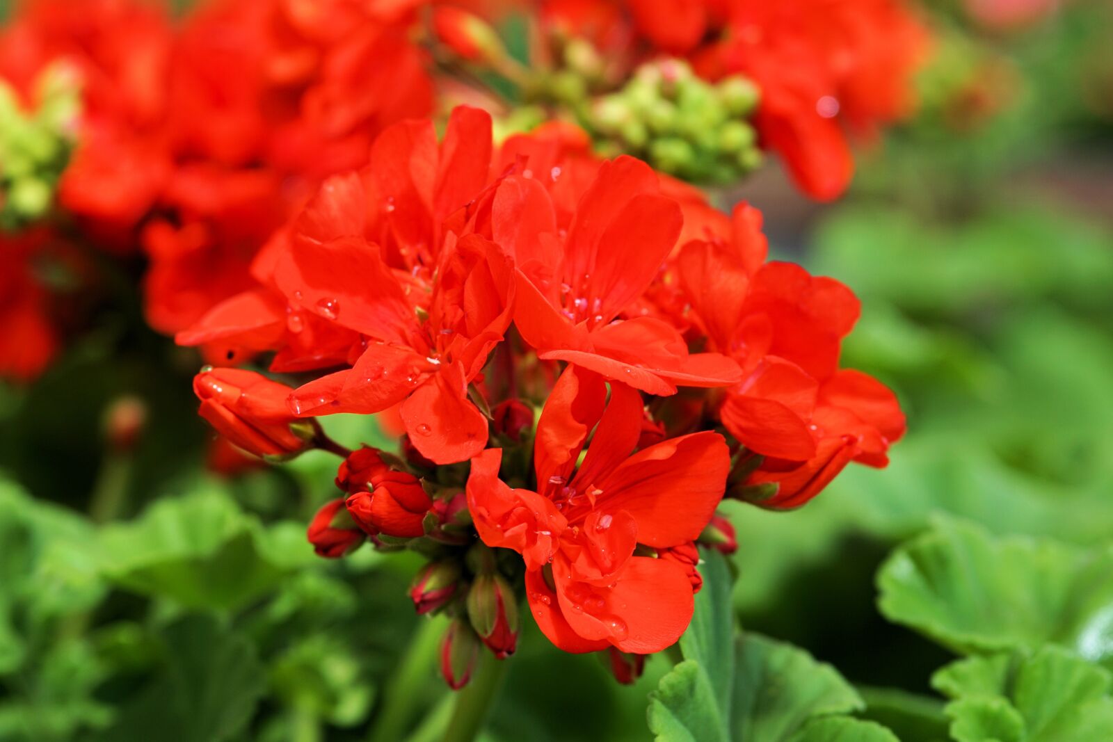 Sony a6000 + E 60mm F2.8 sample photo. Flower, blossom, bloom photography