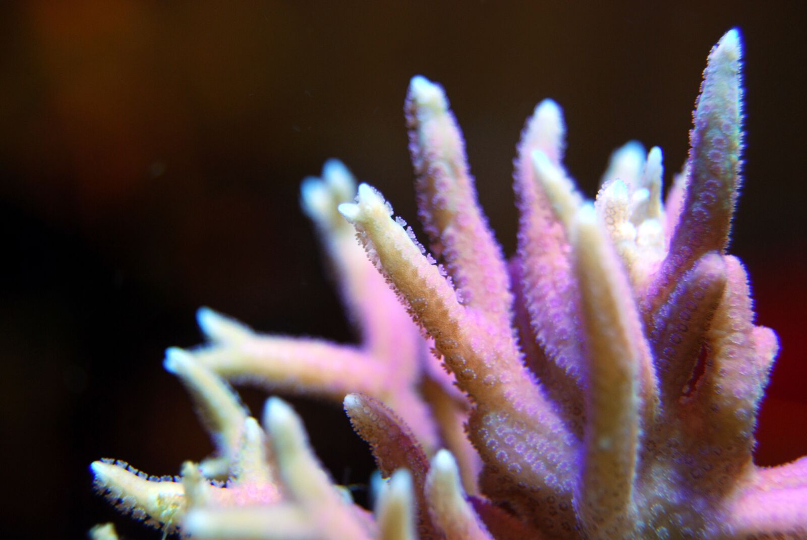 Nikon D40X sample photo. Coral, pink, natural photography