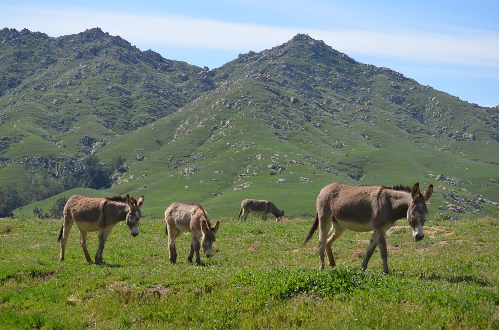 Nikon D5100 sample photo. Wild burro, hayfield, pasture photography